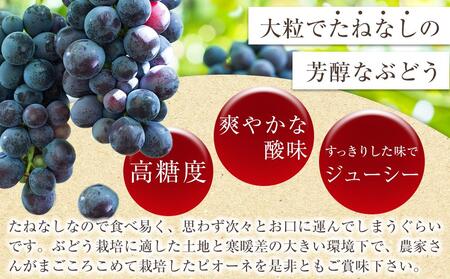 【新鮮・産直】和歌山かつらぎ町産たねなしピオーネ約1.2kg★2024年8月下旬頃より順次発送【TM126】