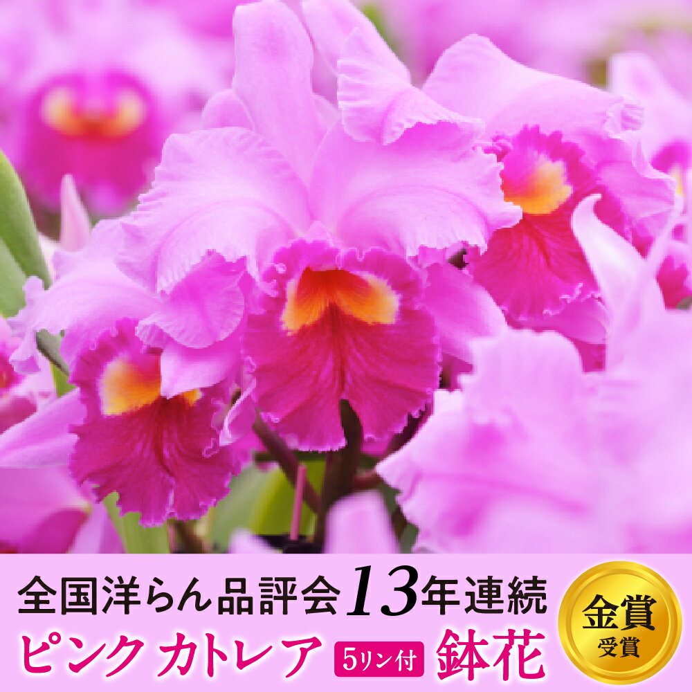 【ふるさと納税】厳選カトレア鉢花　5輪咲コース 年末年始 お中元 お歳暮 内祝い 快気祝い