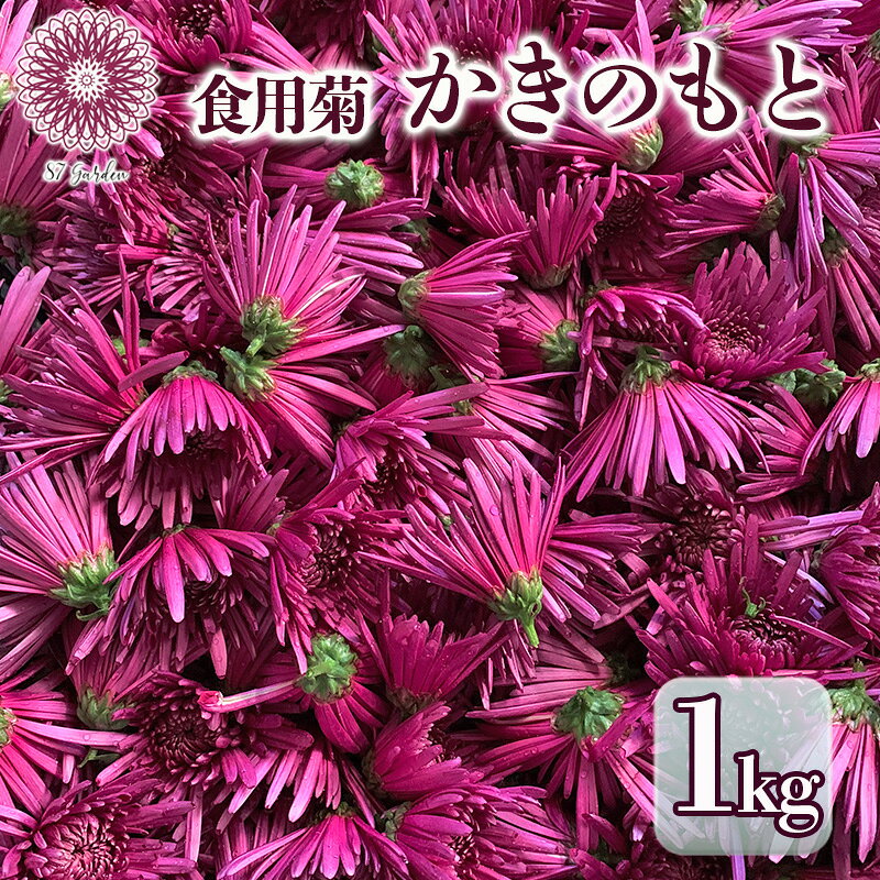 【ふるさと納税】かきのもと（食用菊）1kg 野菜 苦みが少ない 旨味 香りが強い シャキシャキ食感 鮮やか 紫色 食用花 彩 食卓 華やか 　お届け：2026年11月20日まで