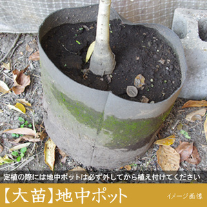 ＜すだ農園＞2年生 苗木 カリフォルニア大実ザクロ（拓榴）[地中ポット苗 2024年] ※北海道・沖縄・離島への配送不可 ※2025年12月上旬～2026年5月下旬頃に順次発送予定