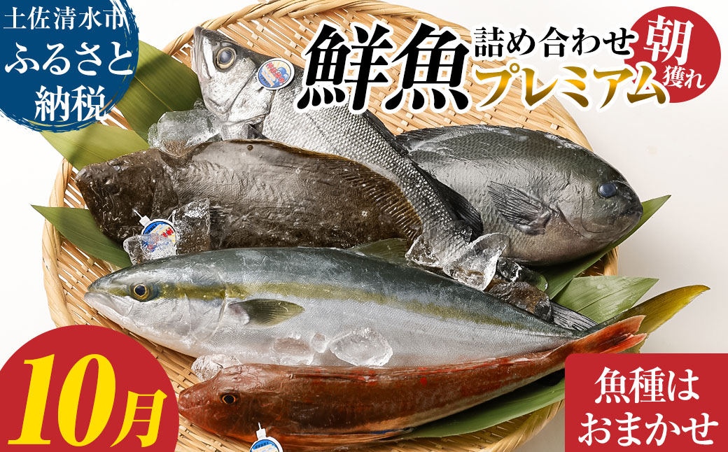 旬の朝獲れ鮮魚詰め合わせ（プレミアム）【2025年10月配送】【以布利定置網　漁師直送】朝獲れ 旬 鮮魚 魚介 海鮮 魚 さかな せんぎょ 鮮魚セット 詰め合わせ おまかせ お任せ【S00819-10】