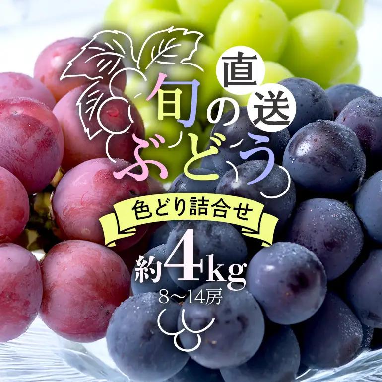 【 2026年 先行予約 】旬のぶどう 色とりどり詰合せ 約4kg 8～14房 (A03-006)