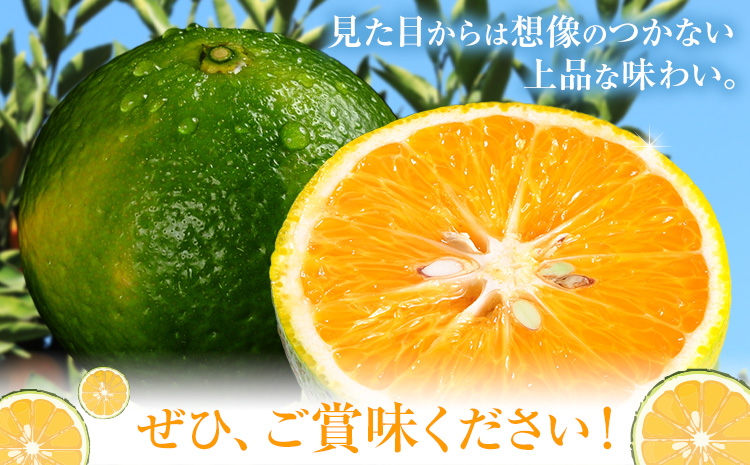 【先行予約】スイートスプリング 約 10kg 　柑橘 かんきつ 果物 フルーツ 品種 生産者直送 産地直送 南国 潮風 天草 西海岸 苓北 都呂々 国産 九州 熊本県 １０キロ 送料無料《2025年1