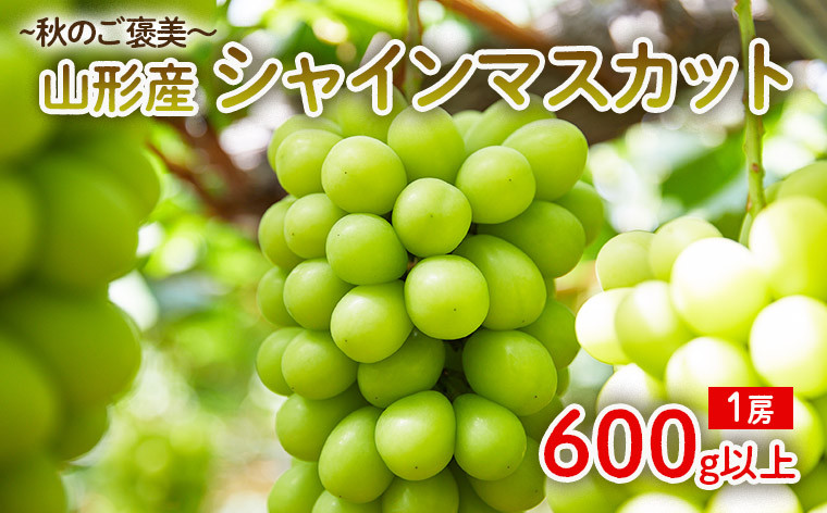 
            ～秋のご褒美～シャインマスカット1房 600g以上 【令和7年産先行予約】FU22-016 くだもの 果物 フルーツ 山形 山形県 山形市 2025年産
          