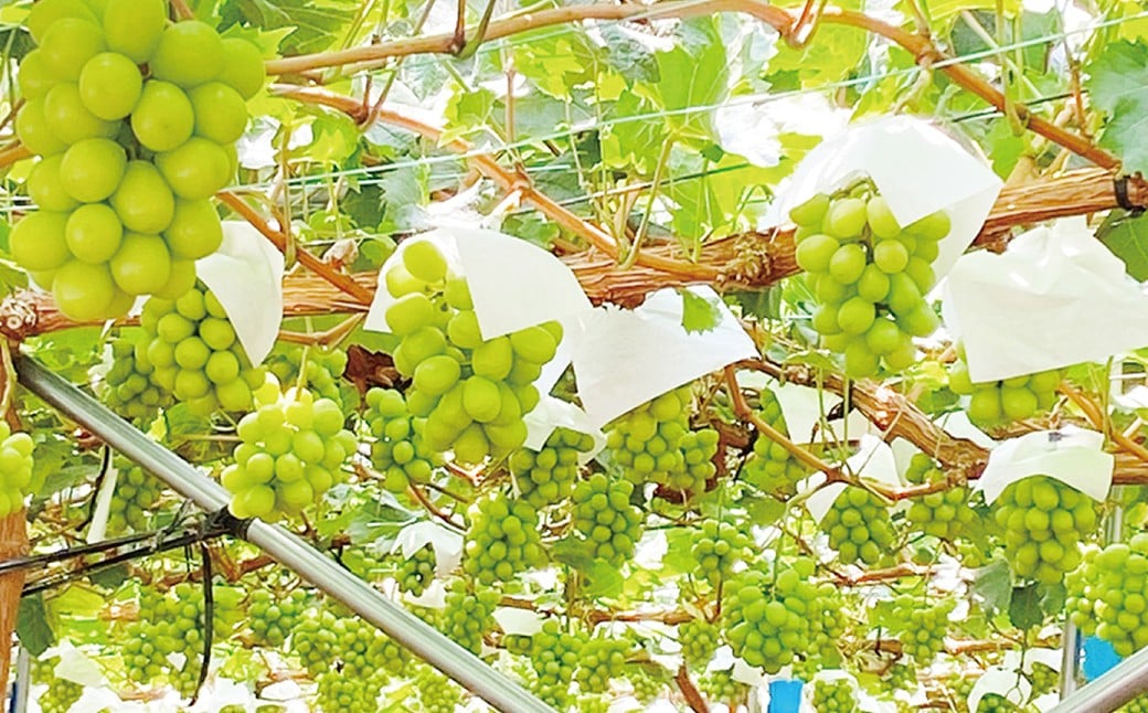 シャインマスカット 晴王 2房 約1.2kg