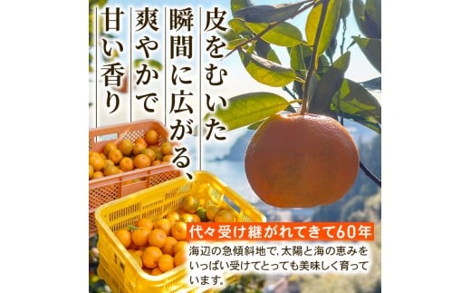 【早期予約】 秀品 須崎産 ポンカン 3kg  ぽんかん  7000円 おすすめ  果物 フルーツ みかん 柑橘 くだもの ミカン 蜜柑 フルーツ ギフト 贈答 プレゼント 国産 産地直送 高知県 名