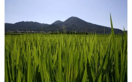 令和5年産！ひのひかり５kg（奈良県香芝市産） [1245]