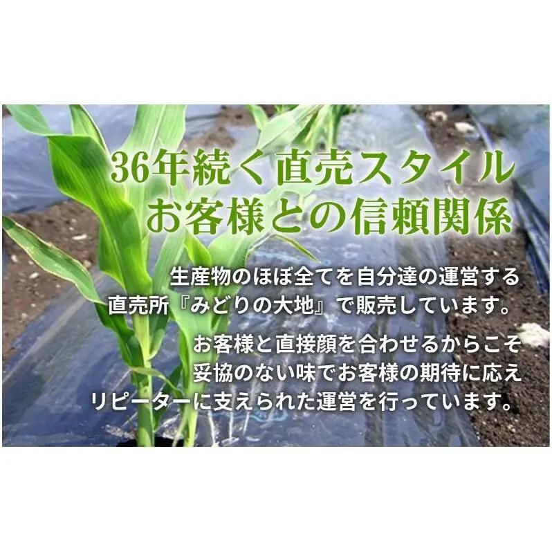 【先行予約】とうもろこし プレミアム味来 みどりの大地 5kg（8～12本入り） 茹でとうもろこし スイートコーン ミラクルコーン 甘いコーン 野菜 長野県 信州 上田