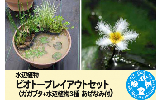 
水辺植物 ビオトープレイアウトセット（ガガブタ+水辺植物3種 あぜなみ付）
