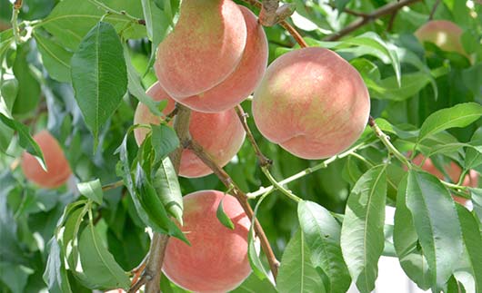 FYN9-732 ≪2026年先行予約≫ ご家庭用 9月発送 山形県産 品種おまかせ 白桃 約3kg(7～13玉) 2026年9月上旬から順次発送 硬い はくとう 桃 もも モモ 果物 くだもの 夏果