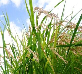 I-319 生あまさけ「すい」５個セット 大和高原醸造所