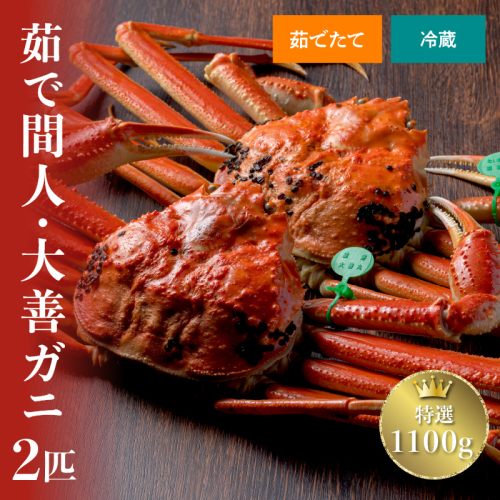 【蟹の匠 魚政】京丹後市産 未冷凍 茹で間人ガニ大善ガニ 特撰 大サイズ（1000～1100g） 2匹セット（1月～3月発送） 大善ガニ ボイル 大サイズ 蟹 カニ かに ガニ がに 国産 カニ味噌 かにみそ まるごと 間人蟹 間人がに たいざがに