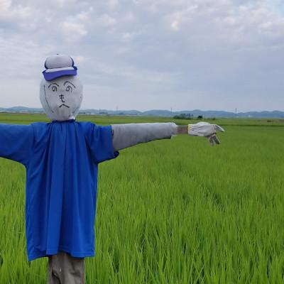 ふるさと納税 燕市 【令和7年産新米 先行予約】食べ比べ甲「いのちの壱・つばめ返し」各2kg |  | 02