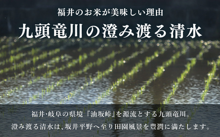 【令和6年産】 福井県 坂井市産米 コシヒカリ 5kg (白米) 【お米 米 こめ コメ こしひかり 白米 5キロ 精米 ブランド米 ふるさと納税米 産地直送】 [A-3295]