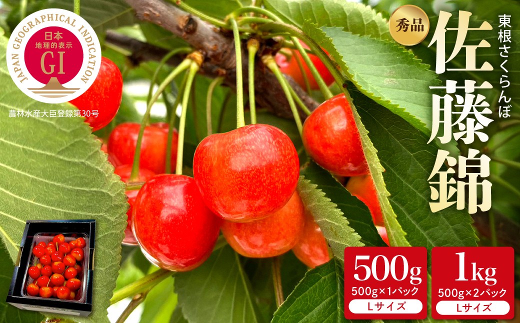 
                  ≪選べる内容量≫【2027年産】GI東根さくらんぼ「佐藤錦」秀品 500gバラ詰め【500g/1kg】 Lサイズ 山形県 東根市 HIGUMAファーム提供 hi088-010-r9-o フルーツ 果物 くだもの クダモノ さくらんぼ サクランボ 佐藤錦 期間限定 先行受付
                