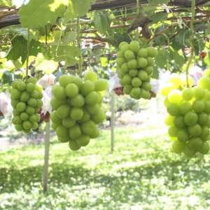 【2025年先行受付】11月上旬より発送「幻の牧丘天空シャインマスカット」約1kg(2～3房)【配送不可地域：離島】【1579789】