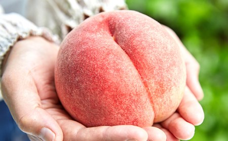 《先行予約 2024年発送》～わたしのオススメ～山形産もも2kg「玉うさぎ」 FSY-0174