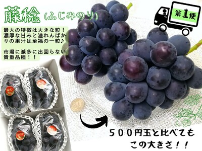 【2616-0297】[全4回定期便産地直送] 岡山シャインマスカット＆マイハート入り！新鮮ぶどう定期便×4回コース