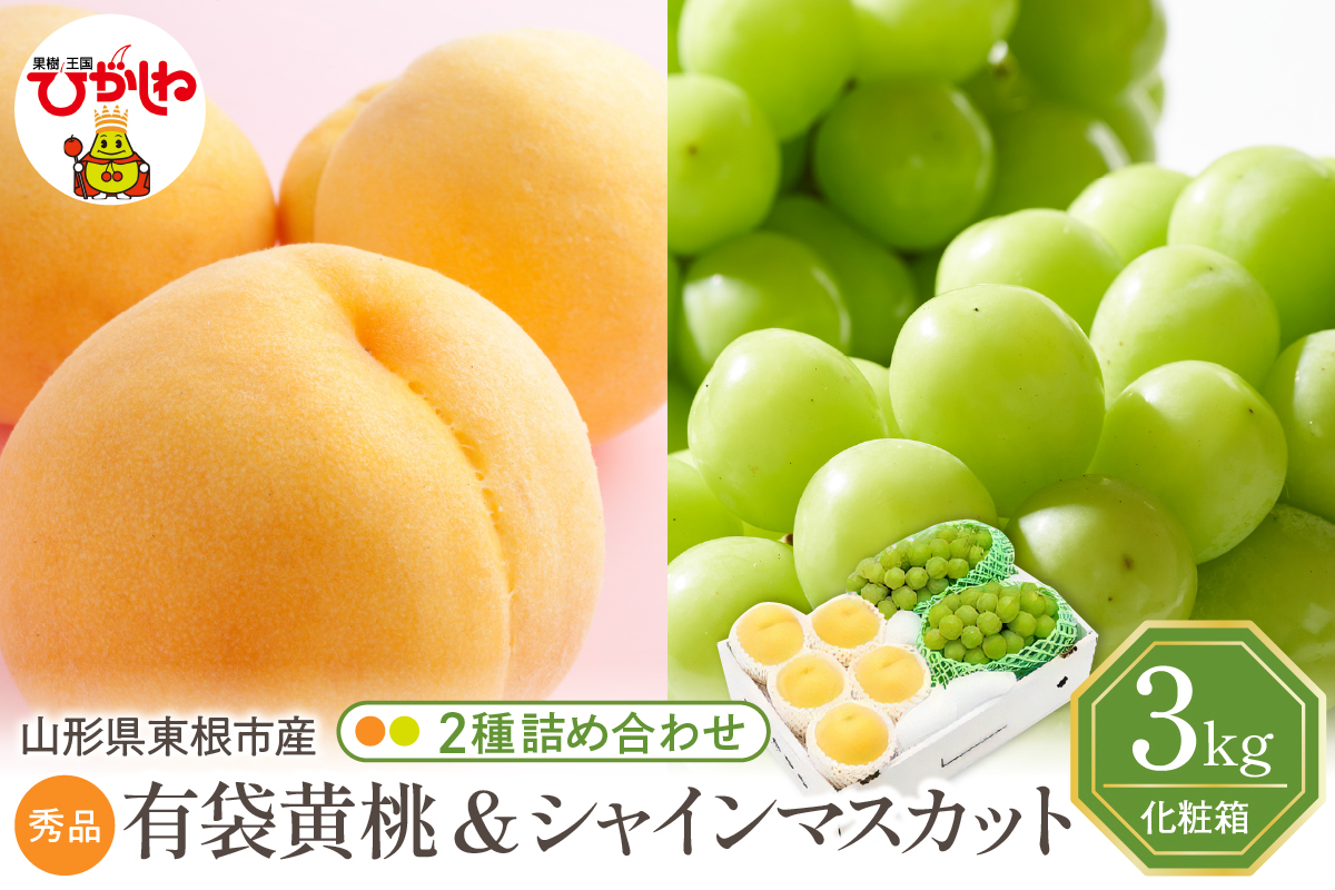 【2026年】東根市産 有袋黄桃（品種おまかせ）＆シャインマスカット 詰め合わせ 3kg 秀品 化粧箱入り 山形県 東根市 hi027-239