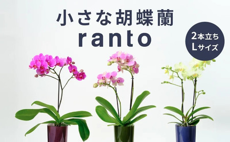 小さな 胡蝶蘭 2本立ち 鉢 付き 1鉢 ranto Lサイズ 【 胡蝶蘭 】