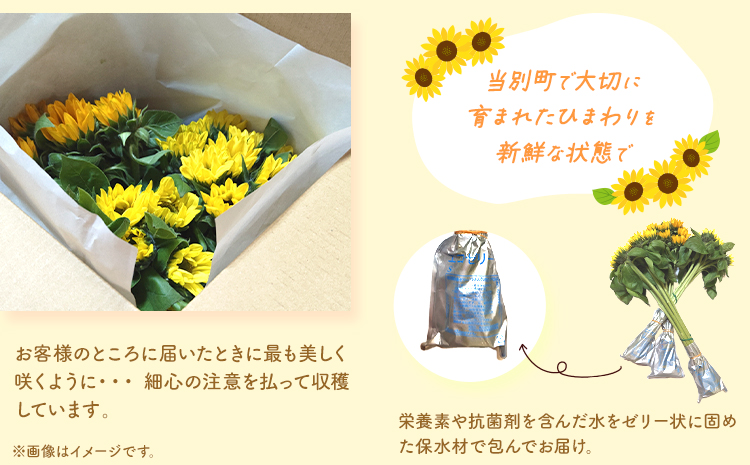 ひまわり 切花 30本 黄色 オレンジ 四季農場《6月上旬-10月中旬頃出荷》北海道 当別町 花 お花 はな ひまわり 夏 切り花 冷蔵便 北海道産 当別町産 インテリア