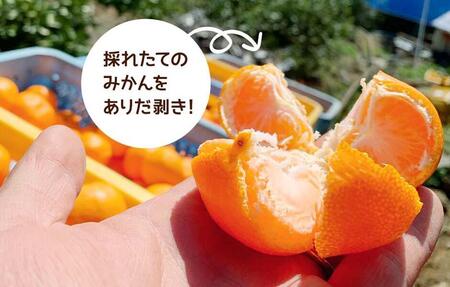 みかん Ｓサイズ 秀品 箱込 7.5kg (内容量約 6.8kg) 有田みかん 和歌山県産 産地直送 贈答用 【みかんの会】