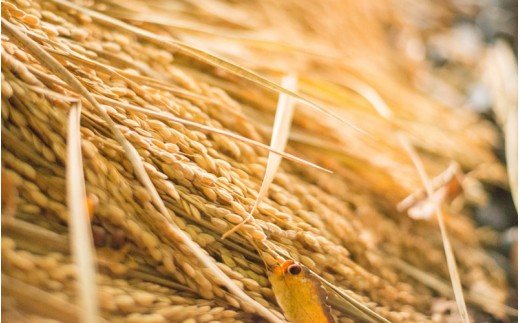 令和７年産・新米 南小国町産のお米あきげしき ４kg 南小国産 精米 玄米 米 白米 お米 ご飯 産地直送 SMO南小国 熊本 阿蘇 南小国町 送料無料