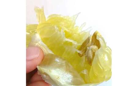 【先行予約】土佐文旦 文旦 訳あり 大玉入り 20kg 20キロ 3L?L 〈2027年2月?発送〉ぶんたん  フルーツ  みかん 果物  柑橘類   ご自宅用 お取り寄せ 国産【松岡ぶんたん園】 [