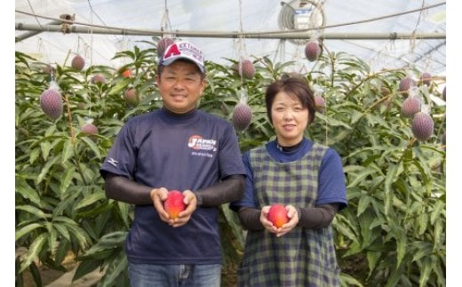 【先行予約】『川崎農園』完熟マンゴー 西都市 産生産者直送 2026年発送＜1.7-46＞