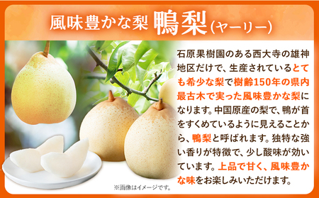 【先行予約】あたご梨 1玉～3玉 鴨梨 3～5玉 計約3kg 特選箱 石原果樹園 《11月中旬-12月下旬頃より発送予定》｜梨