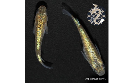 サンシャイン