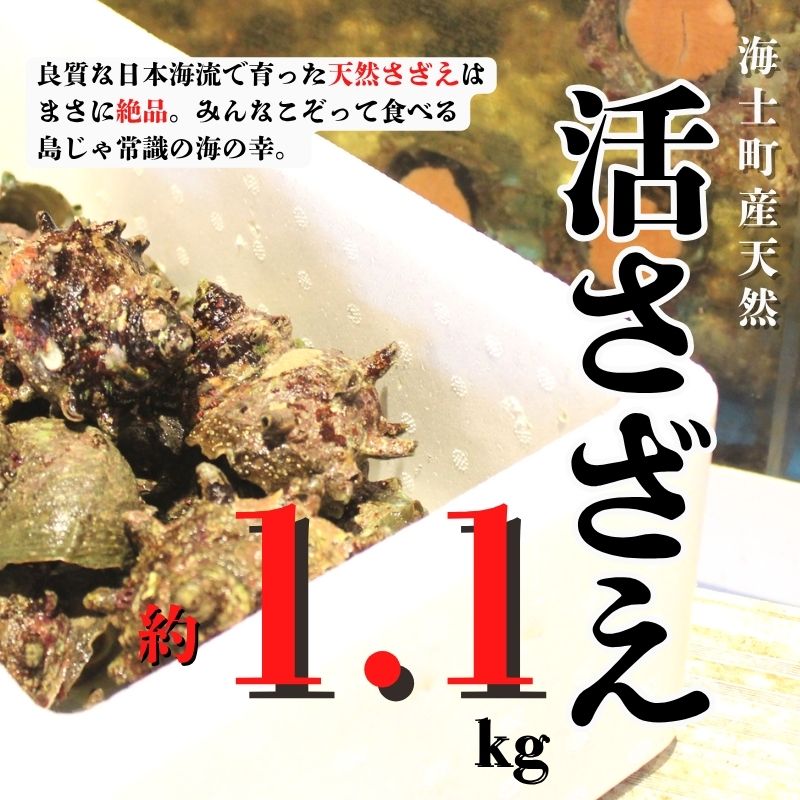 【ふるさと納税】【8月下旬以降順次発送】【島獲れ活さざえ約1.1kgセット】日本海の離島の新鮮なさざえをお届けします! 冷蔵便 サザエ さざえ 栄螺 貝 海鮮 さざえご飯 壺焼き 刺身 夏 BBQ バーベキュー ギフト 今が旬　お中元 御中元