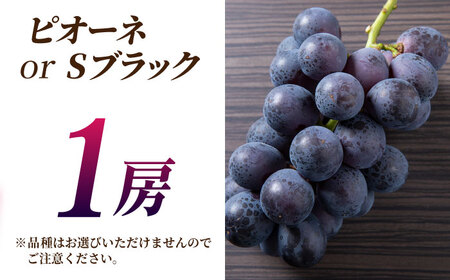 【2026年発送先行予約】ぶどうの宝石 3色 食べ比べセット 計1.2kg（3房）【合同会社 社方園】ぶどう詰め合わせ 熊本 九州産 国産 クイーンニーナ マスカット [ZBZ004]