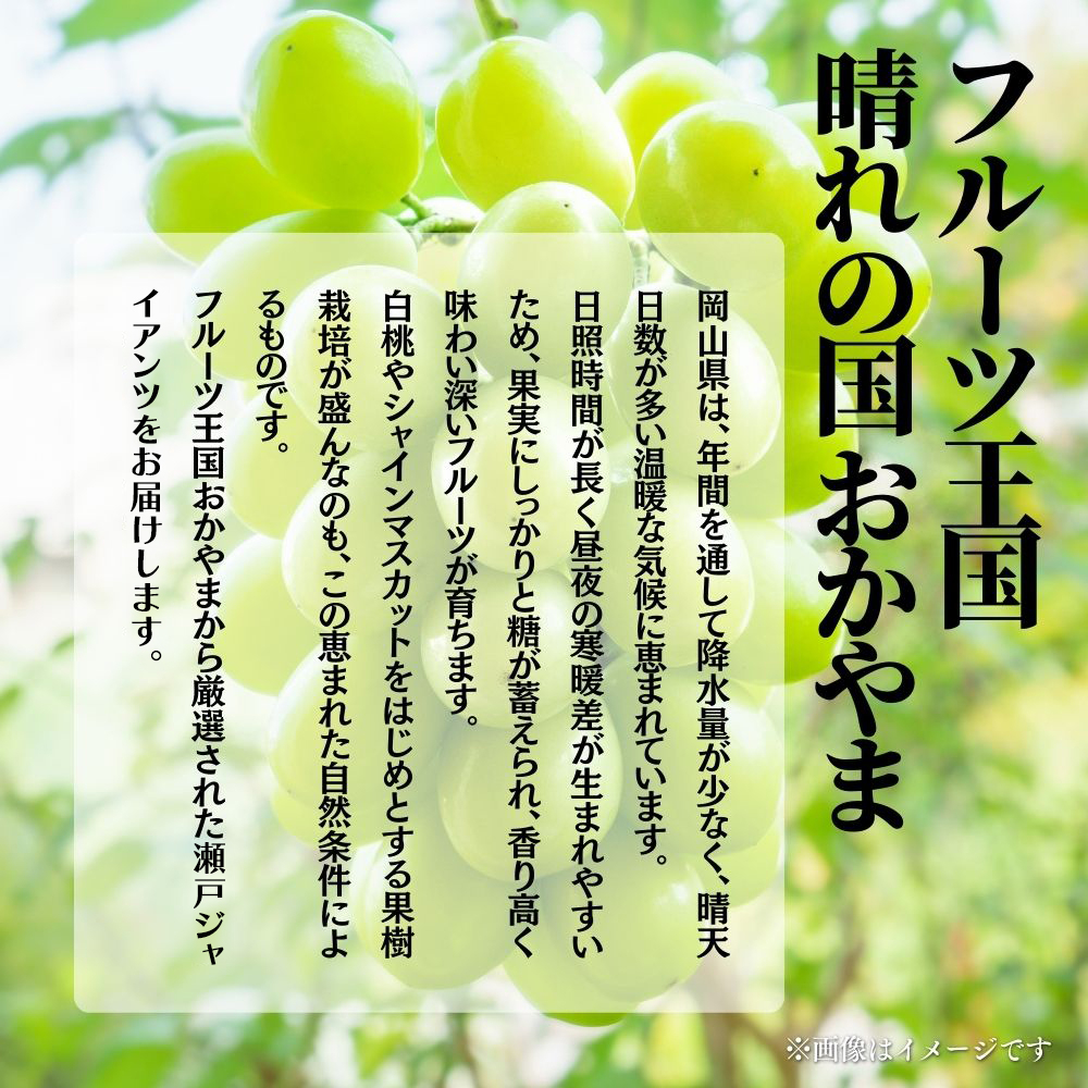 【2026年発送分 先行予約】【梅村ファーム】朝摘み直送 瀬戸ジャイアンツ（2房入り 1.1kg以上）【030-a018】