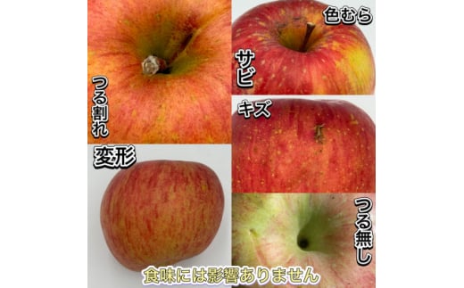 ＜令和7年9月下旬～随時発送予定＞　内容量　10kg(26～46個入)　訳ありりんご　早生ふじ【1487377】