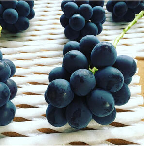 【2026年先行予約】 ＜8月下旬発送＞ ぶどう 約1kg 2房 ぶどう