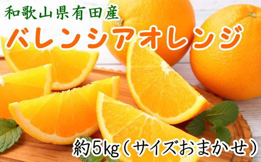 
和歌山県有田産バレンシアオレンジ約5kg（サイズおまかせ）※2024年6月下旬～7月下旬ごろ順次発送予定（お届け日指定不可） / 果物 オレンジ フルーツ 蜜柑 みかん 【tec926A】
