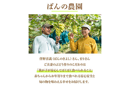 甲斐ノワール 約800g (2~3房) 岡山県産  ハウス栽培 《9月上旬-10月下旬頃出荷(土日祝除く)》 ばんの農園 ぶどう 送料無料 岡山県 浅口市 フルーツ 果物 贈り物 ギフト 国産 【配送不可地域あり】---124_c632_9j10g_23_18000_1---