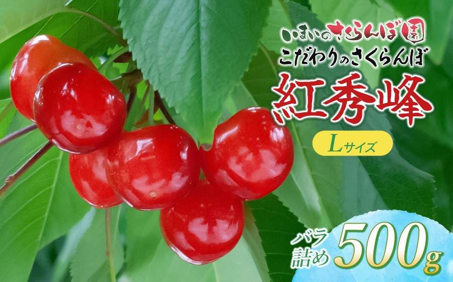 
                  【令和9年産先行予約】こだわりのさくらんぼ 「紅秀峰」Lサイズ以上　バラ詰め 500g いまいのさくらんぼ園 K-935
                
