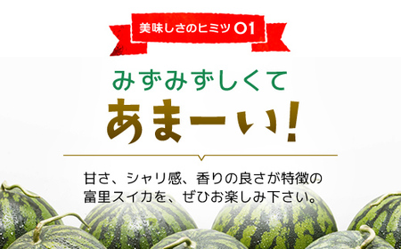 【数量限定】富里スイカ(Lサイズ6～7kg)1玉  すいか スイカ 西瓜 千葉県 富里市 果物 フルーツ 採れたて とれたて 産地直送 農家直送 千葉県産 ちば 千葉すいか 千葉スイカ 富里 富里すい