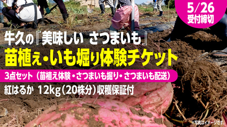 牛久 の『美味しい さつまいも』苗植え・収穫体験付【 苗植え体験 ・ さつまいも掘り ・ 配送付 】3点セット の 体験チケット ( 紅はるか 12kg収穫保証付 )