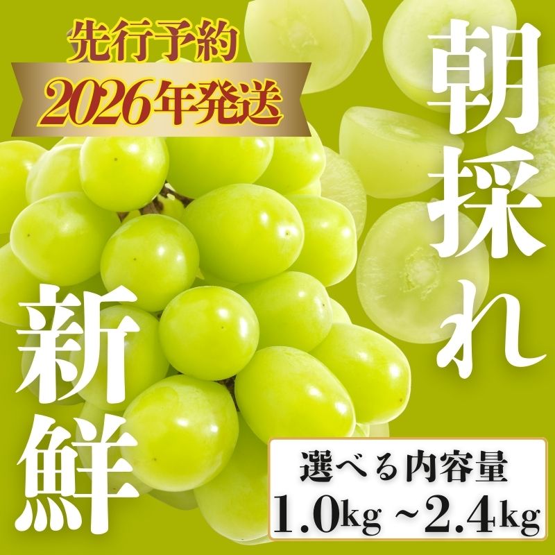 【ふるさと納税】【期間限定】山梨県産 シャインマスカット約1.0kg～最大2.4kg 選べる　★1.2kg 寄付10,000円（12/31まで）★ 送料無料 やまなし 山梨 山梨県 シャイン 新鮮 美味しい 産地直送 贈答用 ギフト 山梨県産 フルーツ 果物 ぶどう 葡萄 ブドウ 旬 【都留市】