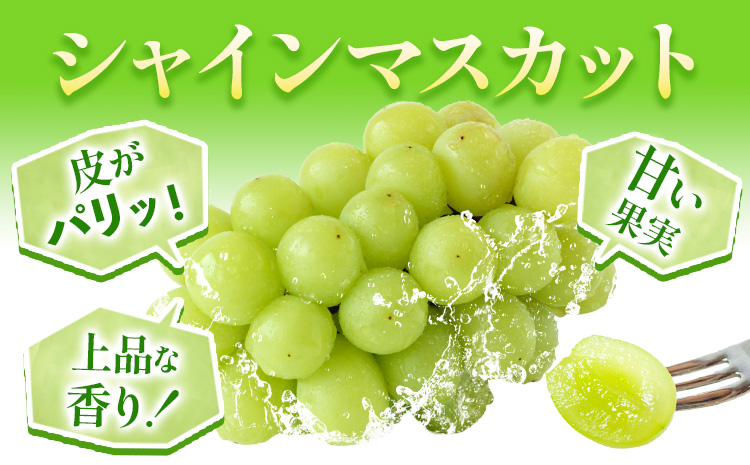 【先行予約】 岡山県産 シャインマスカット 2房 (480g以上) 【配送不可地域あり】 《7月上旬-8月下旬頃に出荷予定(土日祝除く)》 岡山県 矢掛町 マスカット ぶどう 葡萄 果物 フルーツ---osy_chbf9_ak7_25_26500_2---