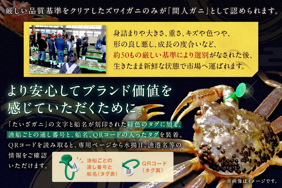 【幻のズワイ蟹】京丹後産 活間人蟹 鮮度抜群、活きたままお届け！！ 800g級×1杯　YK00081