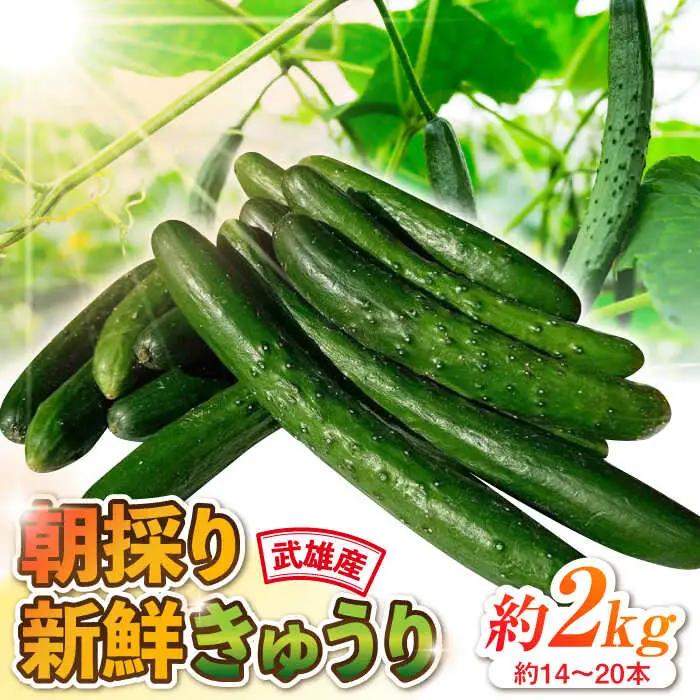 新鮮きゅうり 約2kg /株式会社 y's company（utsu和ya）[UDX001]きゅうり