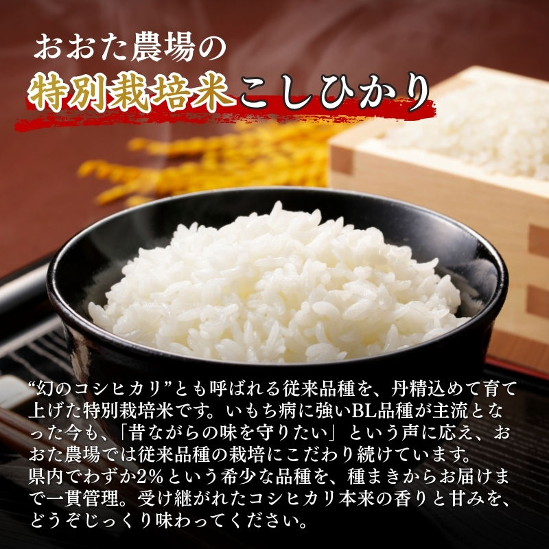 米 【令和7年産】 新潟県上越産 特別栽培米 コシヒカリ 【白米】 5kg 5キロ お米 こめ 白米 こしひかり
