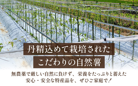 【期間限定】【数量限定】自然薯（2~4本）1.5kg以上 自然薯 とろろ