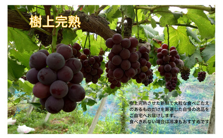 家庭用 藤稔　1.0kg以上 2房 朝採れ ぶどう 葡萄  Kawahara Green Farm　岡山県産　2026年