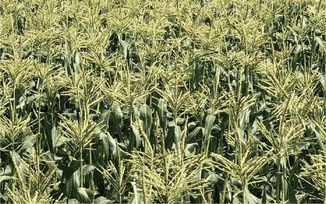 2026年5月中旬～発送【厳選とうもろこし】指宿産ホワイトコーン10本(わくわくファームたがわ/A-226) とうもろこし コーン トウモロコシ ホワイトコーン 国産 鹿児島 県産 旬 野菜 旬野菜 