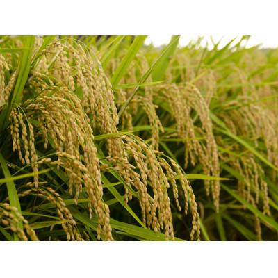 ふるさと納税 神戸市 兵庫県神戸市産・令和7年米「コシヒカリ」玄米 5kg |  | 03